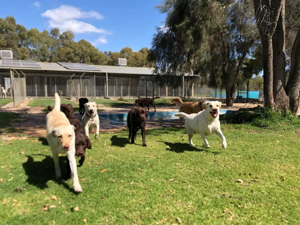 Discover How Dog Daycare Can Transform Your Pet’s Life
