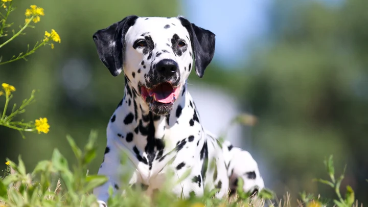 Transform Your Reactive Pup: