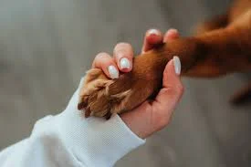 Building Trust: Tips for Bonding with a Rescued Dog