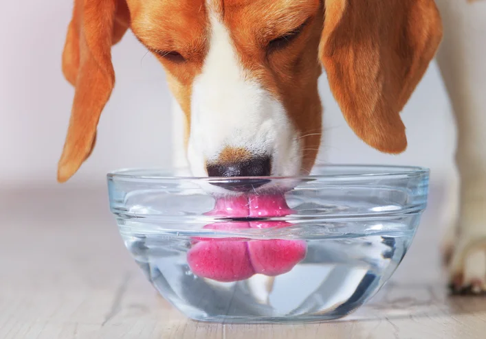 How Much Water Does Your Furry Friend Really Need?