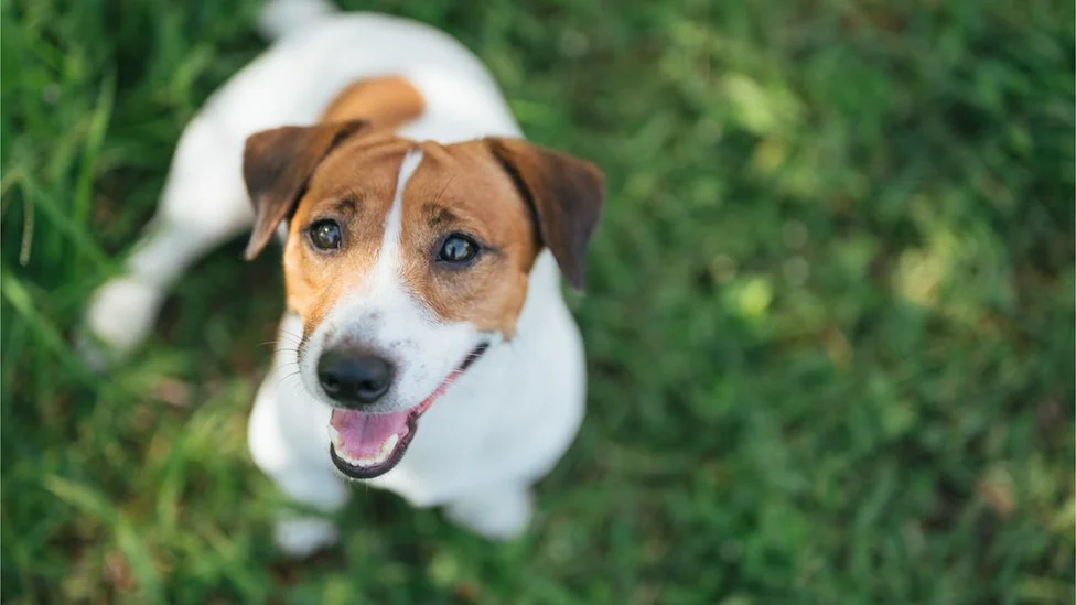 A Puppy’s Potential: Uncovering Dog Life Spans