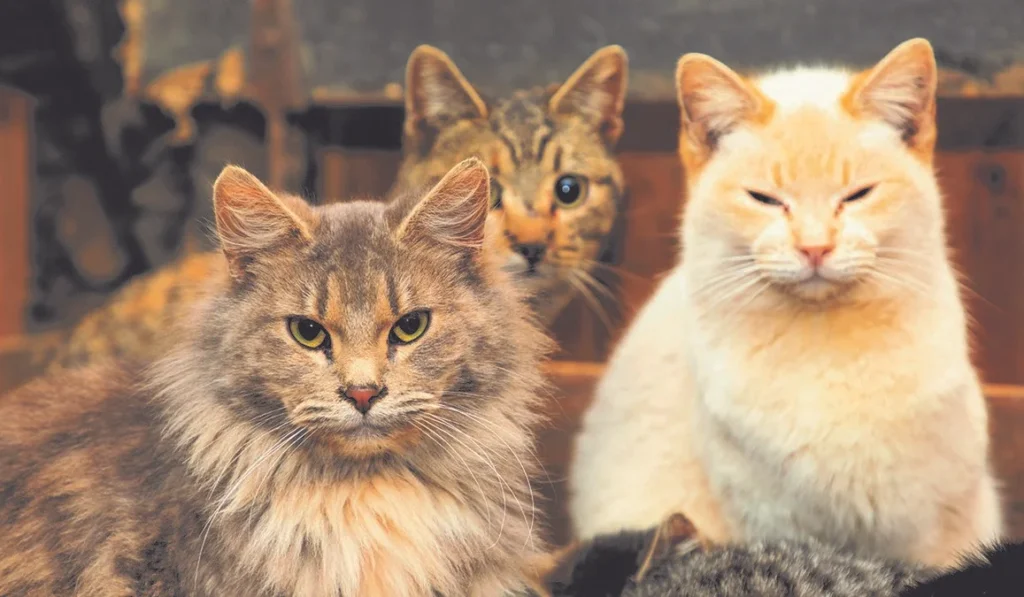 Discover the Different Cat Breeds and Their Striking Traits