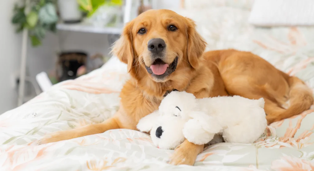 These dog breeds are perfect companions for Perth’s sunshine!
