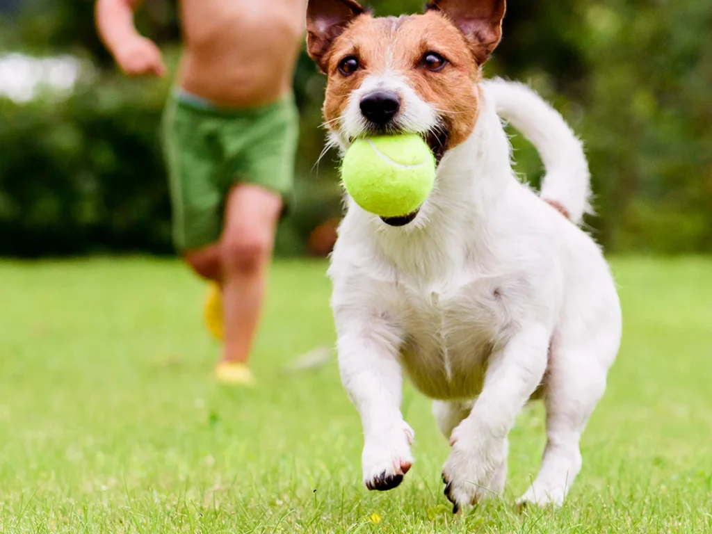 Dogs and Kids: Discover the Magic