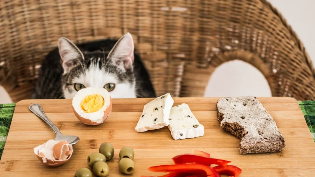 The Cat’s Menu: What to Feed Them?