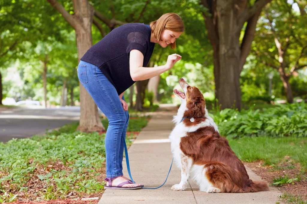 Easy Training Strategies for Clever Canines