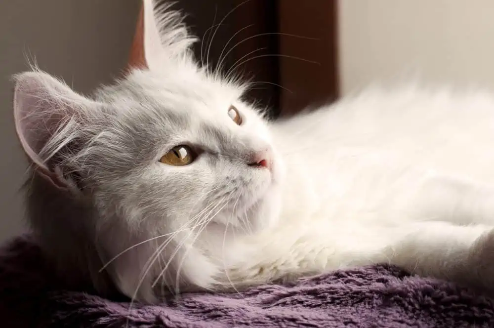 Unraveling the Feline Mystery: Why Are Cats So Choosy?