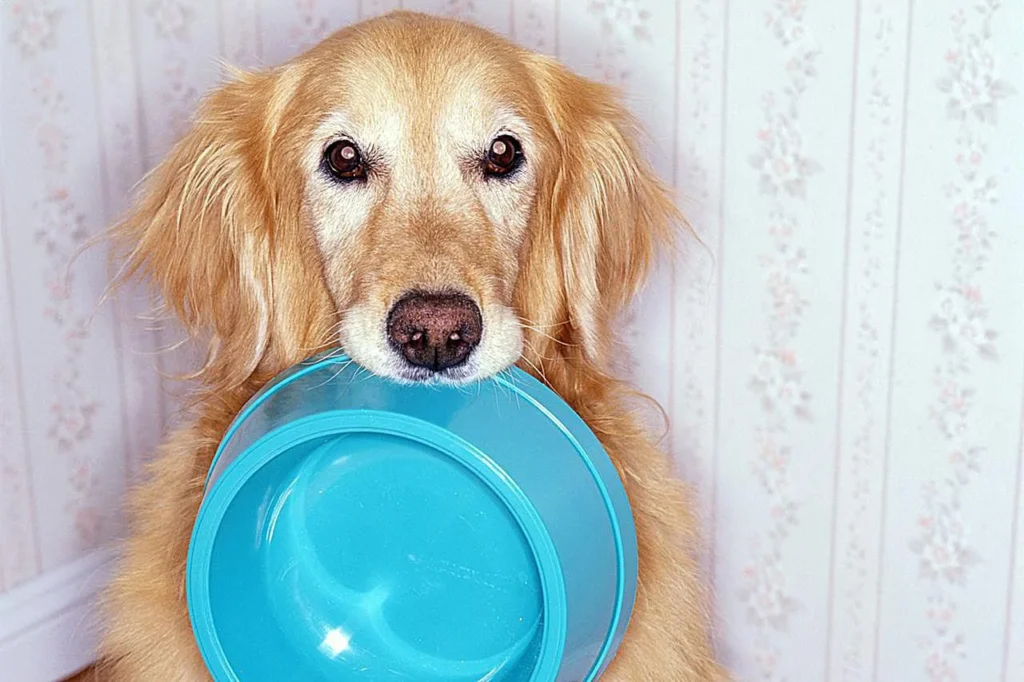 Understanding the importance of nutrition for Shih Tzus