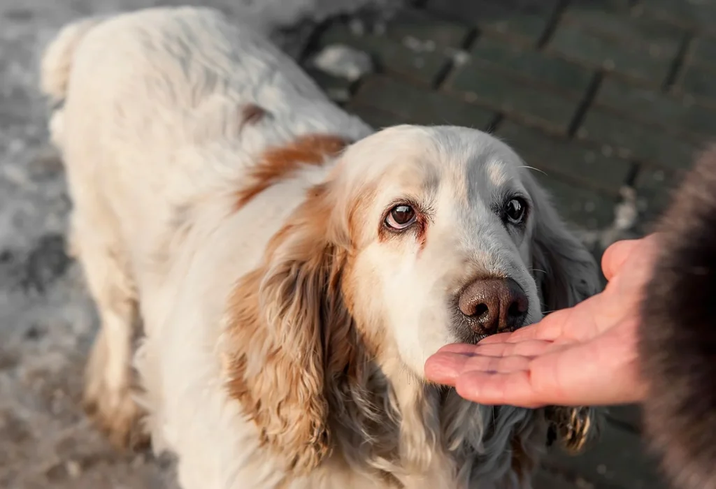 The Secret Lives of Dogs: What They Really Do When We’re Away