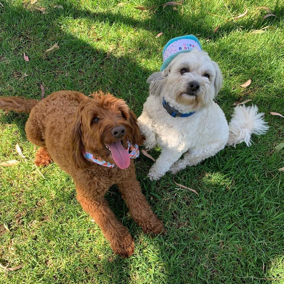 Dogs and cats relaxing at Dogz & Catz Retreat