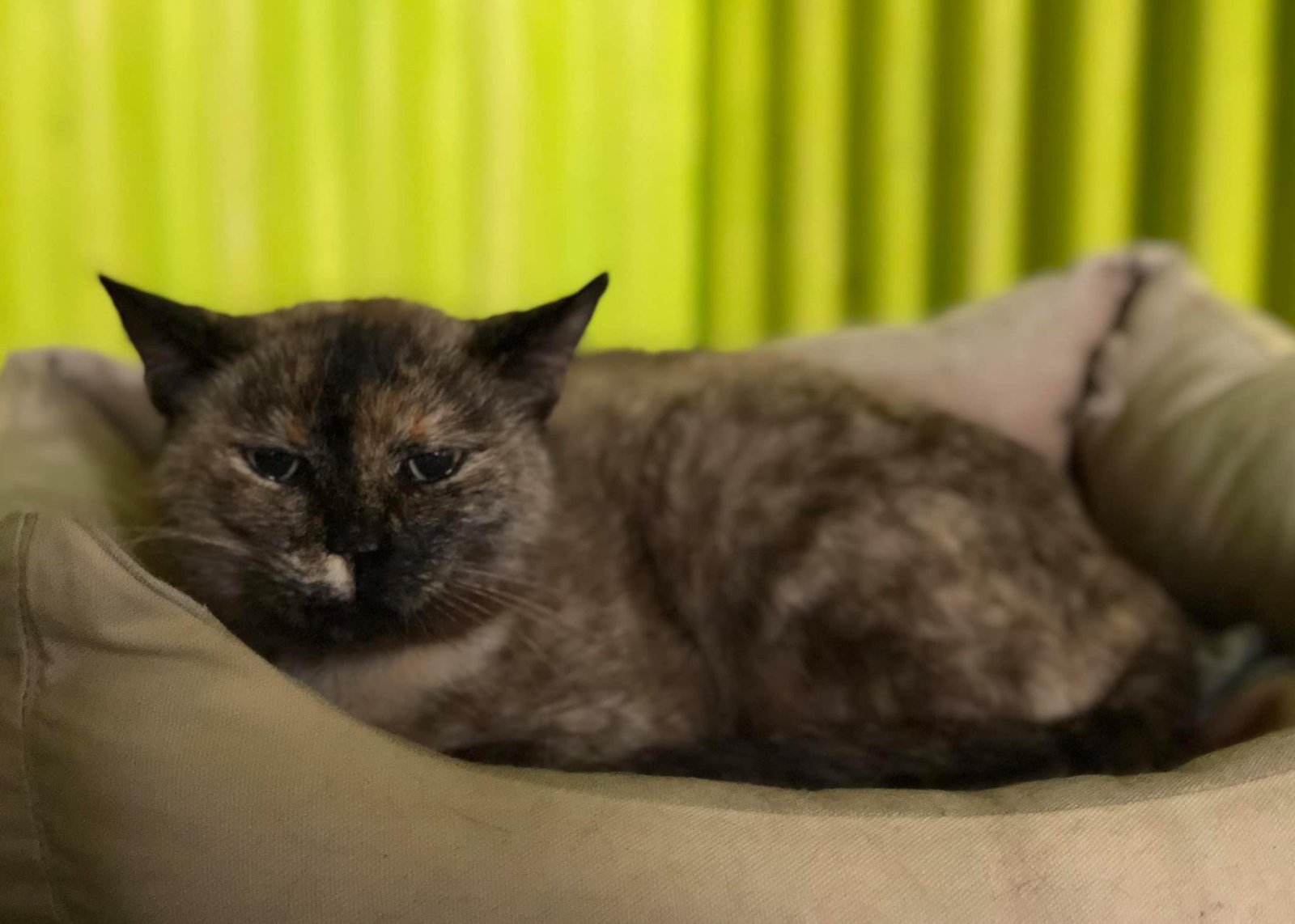 Cat relaxing in the cattery at Dogz & Catz Retreat