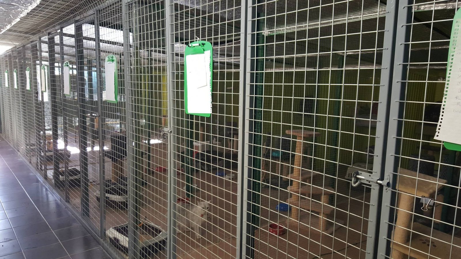 Cat relaxing in the cattery at Dogz & Catz Retreat