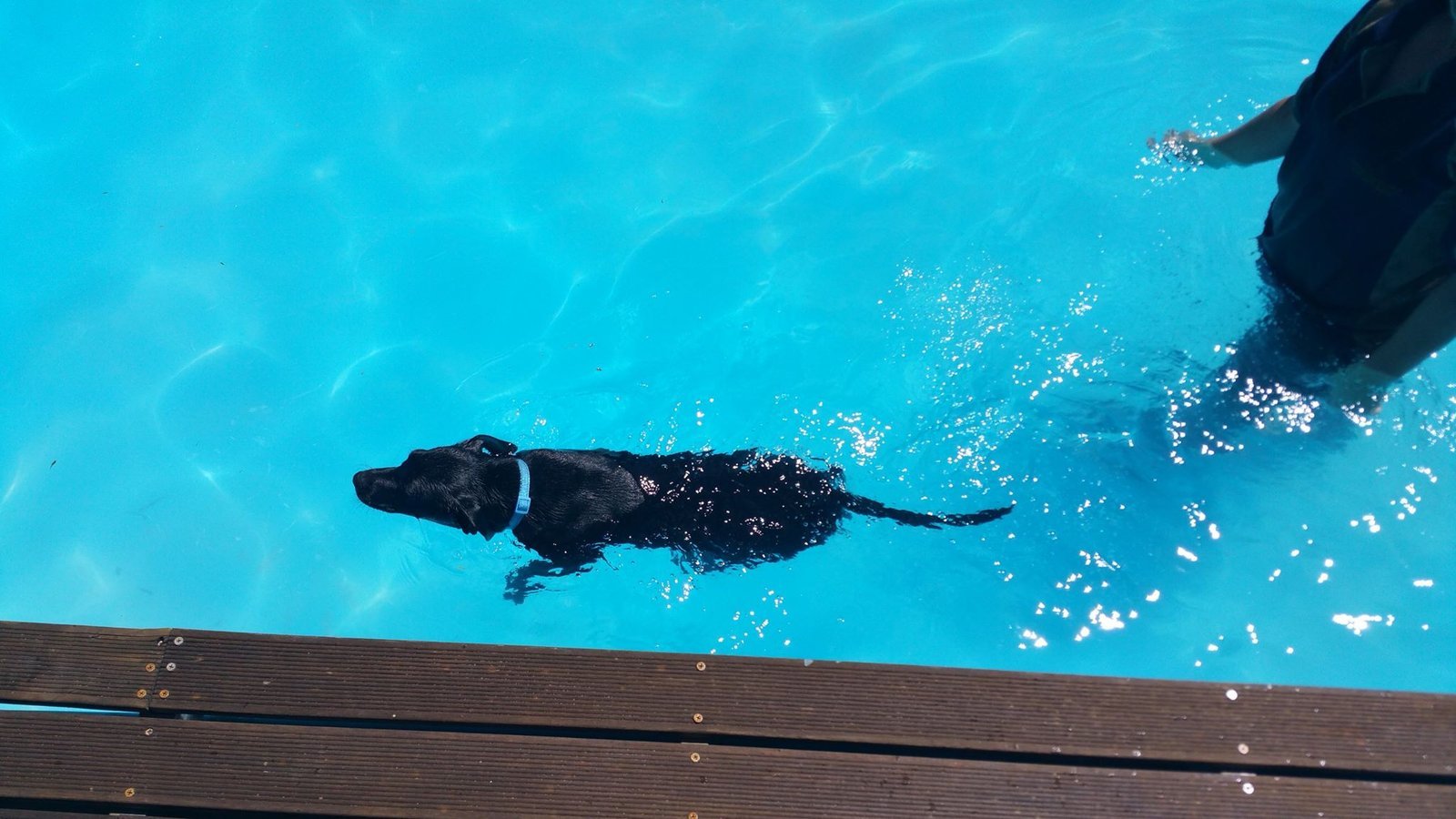 Dog enjoying a hydrotherapy swim at Dogz & Catz Retreat